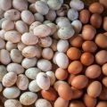Je možné vajíčka umyť pred vložením do inkubátora, ako ich spracovať doma