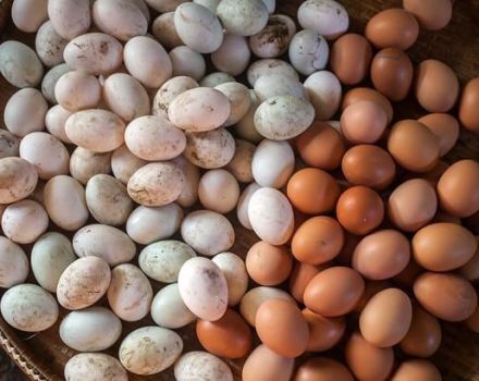 Ist es möglich, Eier zu waschen, bevor sie in einen Inkubator gelegt werden, als sie zu Hause zu verarbeiten?