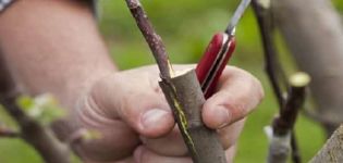 Comment planter correctement un pommier en été, au printemps et en automne avec des boutures fraîches pour les débutants étape par étape
