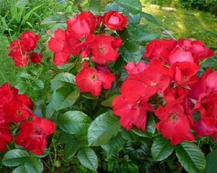 Beskrivning och egenskaper hos Robusta rosor, planterings- och vårdförmåga