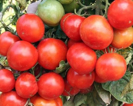 Egenskaper och beskrivning av uralens tidiga tomatsort, växthöjd