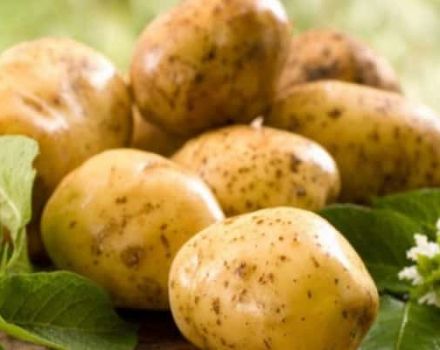 Opis sorte krumpira Lorkh, značajke uzgoja i njege