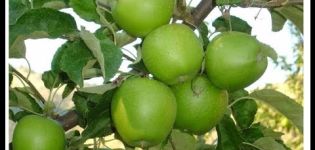 Beskrivning och egenskaper hos fruktformer av äppelträd Granny Smith, odling och vård