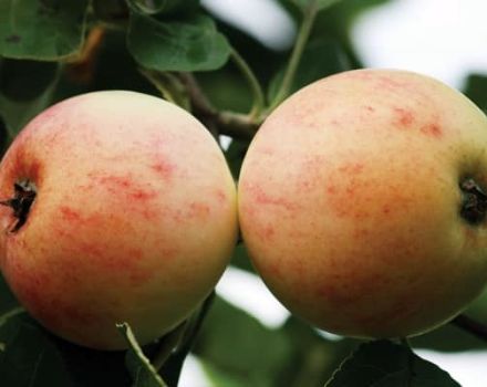 Beskrivning av äppelsorten Kutuzovets och avelshistoria, odlingsregioner