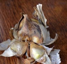 I motivi per cui l'aglio marcisce in giardino: cosa fare e come affrontarlo?