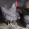 Beskrivning och egenskaper hos Amroks kycklingras, regler för underhåll och vård