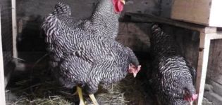 Beskrivning och egenskaper hos Amroks kycklingras, regler för underhåll och vård