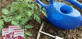 Pravidlá pre kŕmenie paradajok kvasnicami a ako si sami vyrábať hnojivo