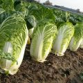 How can you treat Chinese cabbage from pests to combat them