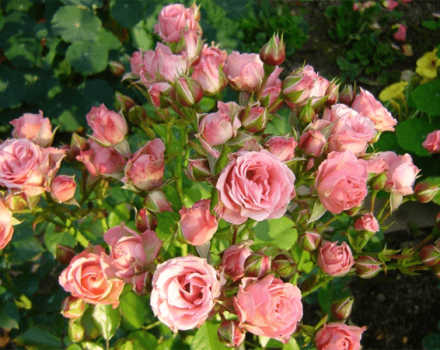 Descripción y características de las variedades de variedades de rosas Lydia, plantación y cuidado.