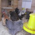 Боље и јефтиније за гријање пилећег зими зими, како одабрати гријач