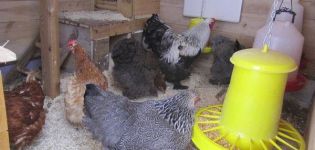 Hoe beter en goedkoper om een ​​kippenhok in de winter te verwarmen, hoe een kachel te kiezen