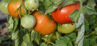Description de la variété précoce de tomate Kapitan et de ses caractéristiques