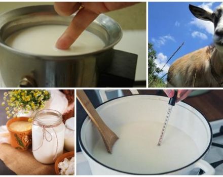 ¿Es necesario y durante cuánto tiempo hervir la leche de cabra, reglas de almacenamiento del producto?