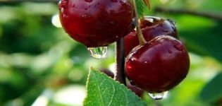 Description of the cherry variety Zhukovskaya, characteristics of fruiting, yield and cultivation