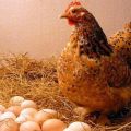 Prečo kurčatá kladú vajcia do tenkých škrupín a čo majú robiť, ako sa majú kŕmiť