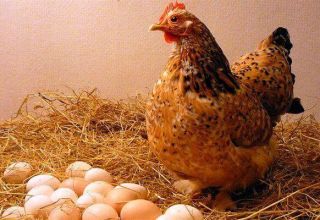 Pourquoi les poulets pondent des œufs à coquille fine et que faire, comment se nourrir