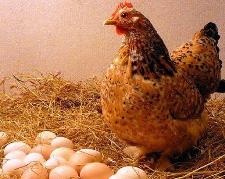 Varför kycklingar lägger ägg med tunna skal och vad man ska göra, hur man matar