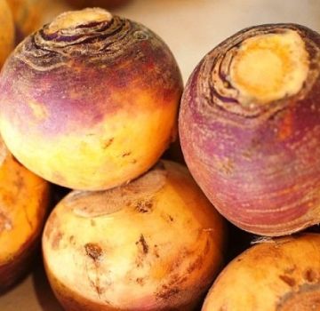 Ang top 25 ng pinakamahusay na mga varieties ng turnips para sa bukas na lupa at taglamig na imbakan, paglalarawan at mga katangian
