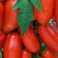 Características y descripción de la variedad de tomate Chibis
