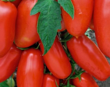 Egenskaper och beskrivning av Chibis tomatsort