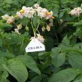 Descrizione della varietà di patate Fiaba, caratteristiche di coltivazione e cura