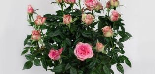 Descrizione della varietà di rosa Cordana, semina e cura, riproduzione a casa