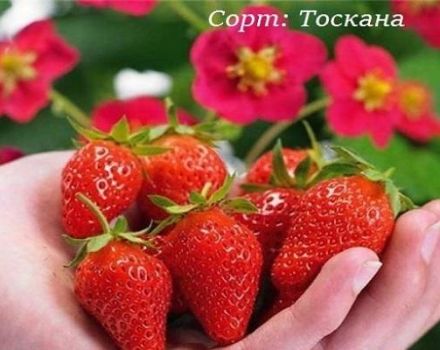 Popis a vlastnosti jahodové odrůdy Toskánsko, pravidla pěstování