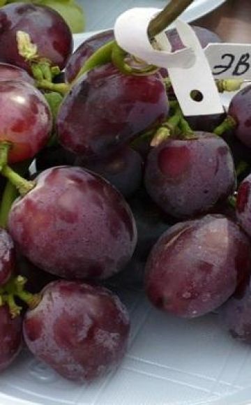 Description and subtleties of growing Everest grapes
