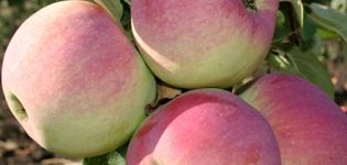 Beskrivning och egenskaper för äpplesorten Friskhet, planterings- och skötselighet