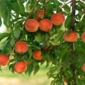 Geriausios persikų veislės auginimui Vidurio Rusijoje, sodinimui ir priežiūrai