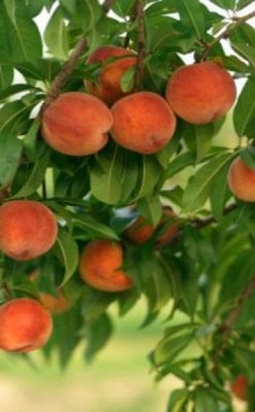 Labākās persiku šķirnes audzēšanai Centrālajā Krievijā, stādīšanai un kopšanai