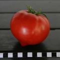 Pomidorų veislės „Perun f1“ aprašymas, auginimo ir priežiūros ypatybės