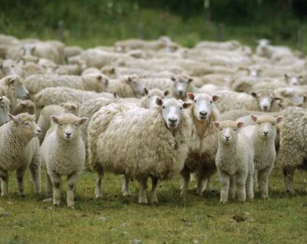 Водеће земље у овчарству и где се развија ова индустрија, где има више стоке