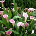 30 arter og sorter af calla liljer, plantning og pleje i det åbne felt, der vokser i haven