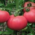 Beschrijving en kenmerken van het tomatenras Love F1