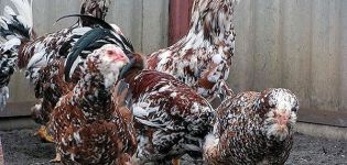 Oryol tavuklarının tanımı ve özellikleri, yetiştirme kuralları
