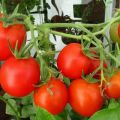 Gennemgang af superbestemte tomatsorter til drivhuse og åbent felt