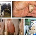 Príznaky edému vemena u kravy po otelení a liečbe doma