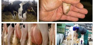 Sintomi dell'edema mammario in una vacca dopo il parto e il trattamento a casa