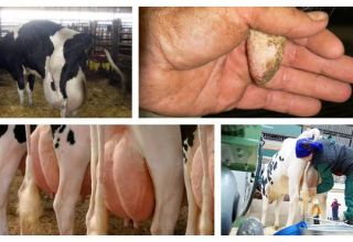 Simptomele edemului ugerului la o vacă după fătare și tratament la domiciliu