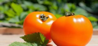 Kenmerken en beschrijving van de variëteit persimmon-tomaten, de opbrengst