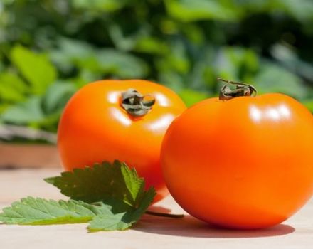 Egenskaper och beskrivning av persimon tomatsorten, dess utbyte