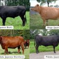 Les meilleures races de vaches marbrées et les subtilités de la culture, les avantages et les inconvénients de la viande