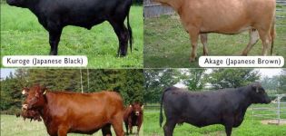 De beste rassen van gemarmerde koeien en de fijne kneepjes van het telen, de voor- en nadelen van vlees