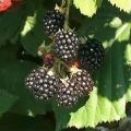 Description and characteristics of Chester Thornless blackberries, planting and care