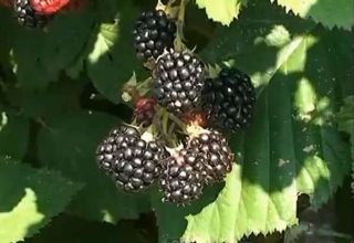 Description and characteristics of Chester Thornless blackberries, planting and care