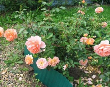 Περιγραφή και χαρακτηριστικά των τριαντάφυλλων Pat Austin, οι λεπτές καλλιέργειες