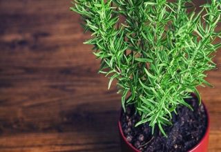 Why rosemary can dry in a pot at home and what to do