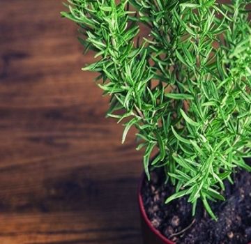 Tại sao hương thảo có thể khô trong chậu ở nhà và phải làm gì